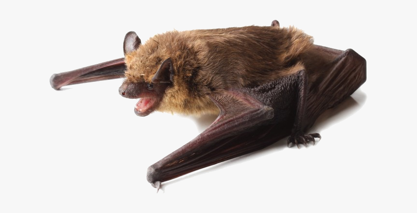 A Little Brown Bat Perched On Its Wings - Bats Black Or Brown, HD Png Download, Free Download