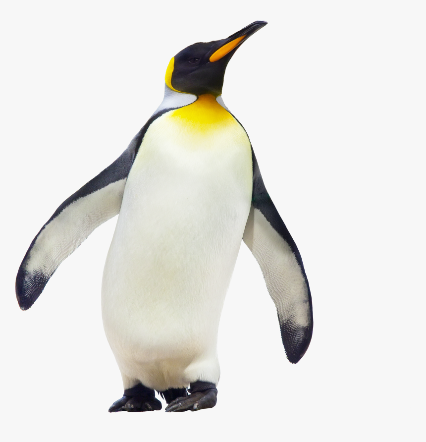 Penguin Walking Png Image - Penguinone Molecule, Transparent Png, Free Download