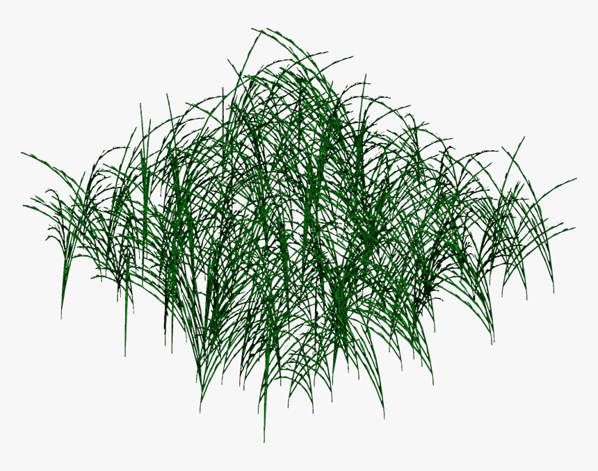 Transparent Long Grass Png, Png Download, Free Download