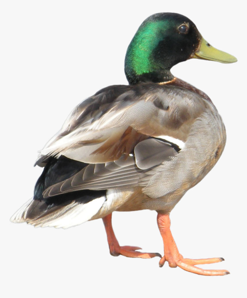 Mallard Transparent Background, HD Png Download, Free Download