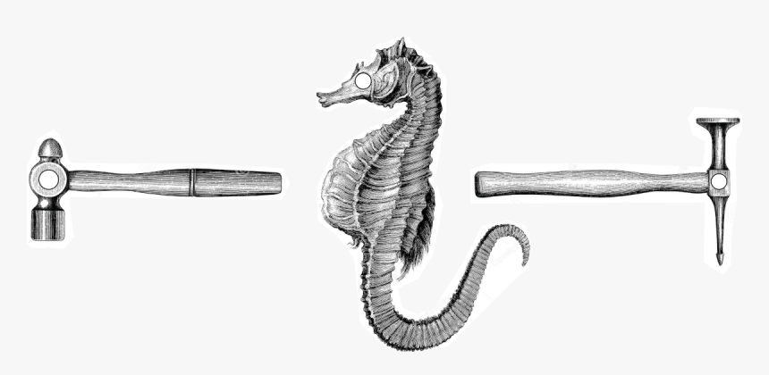 Botanical Illustration Seahorse Male, HD Png Download, Free Download