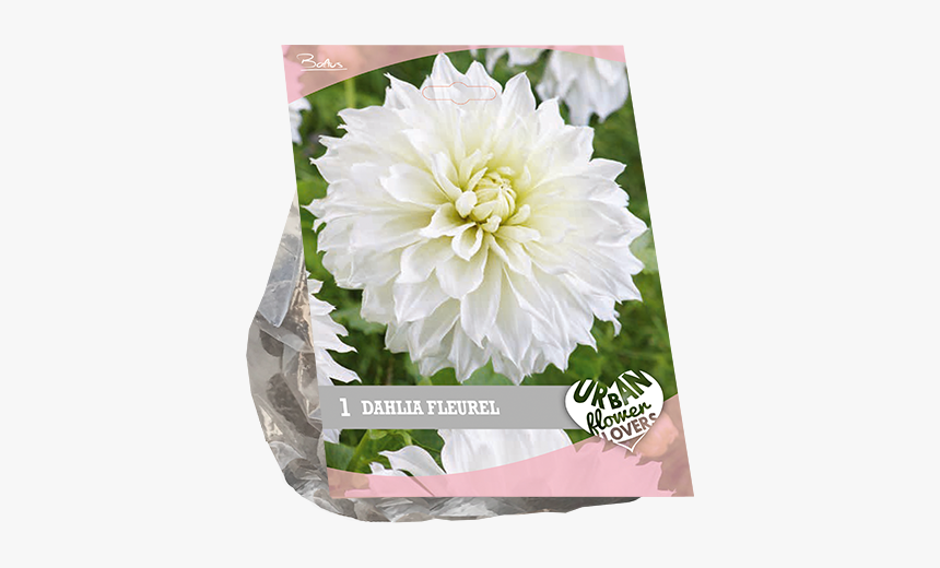 Dahlia, HD Png Download, Free Download