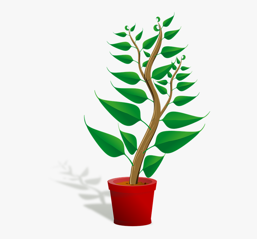 Seedling, Potted Plant, Sapling, Plant, Growing, Growth - Getting To Know Plants, HD Png Download, Free Download