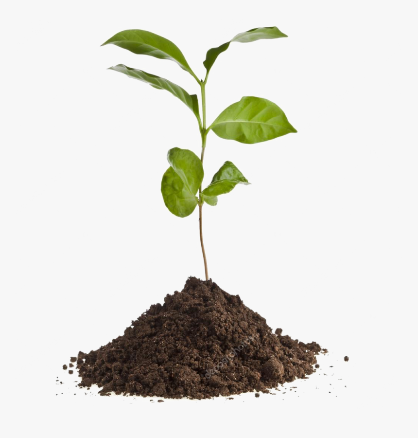 Depositphotos 13839825 Stock Photo Coffee Plant Seedling - Tree