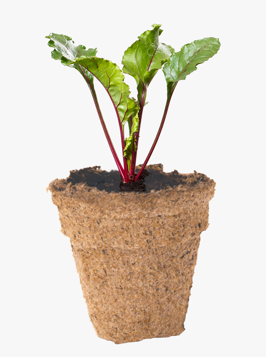 Beetroot Seedling In Biodegradable Peat Pot - Houseplant, HD Png Download, Free Download