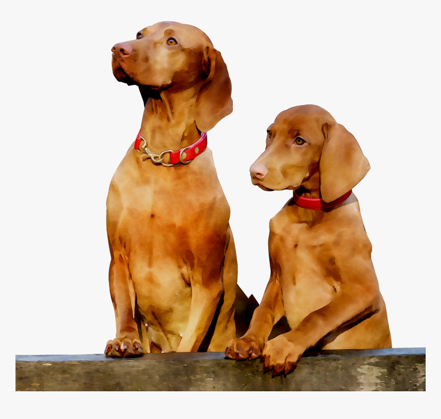 Pointing Breed Gun Dog Vizsla Companion Clipart - Pointing Dog, HD Png Download, Free Download