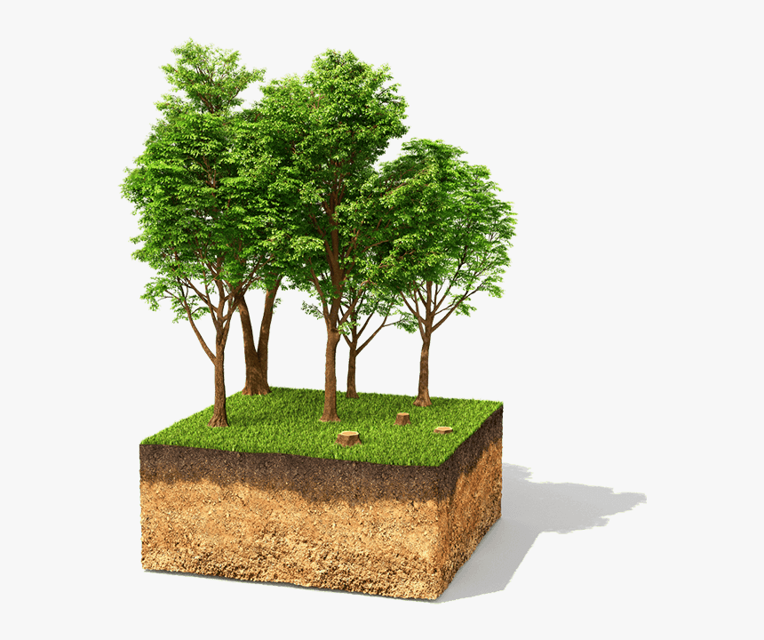 Treepng - Tall Trees 3d, Transparent Png, Free Download