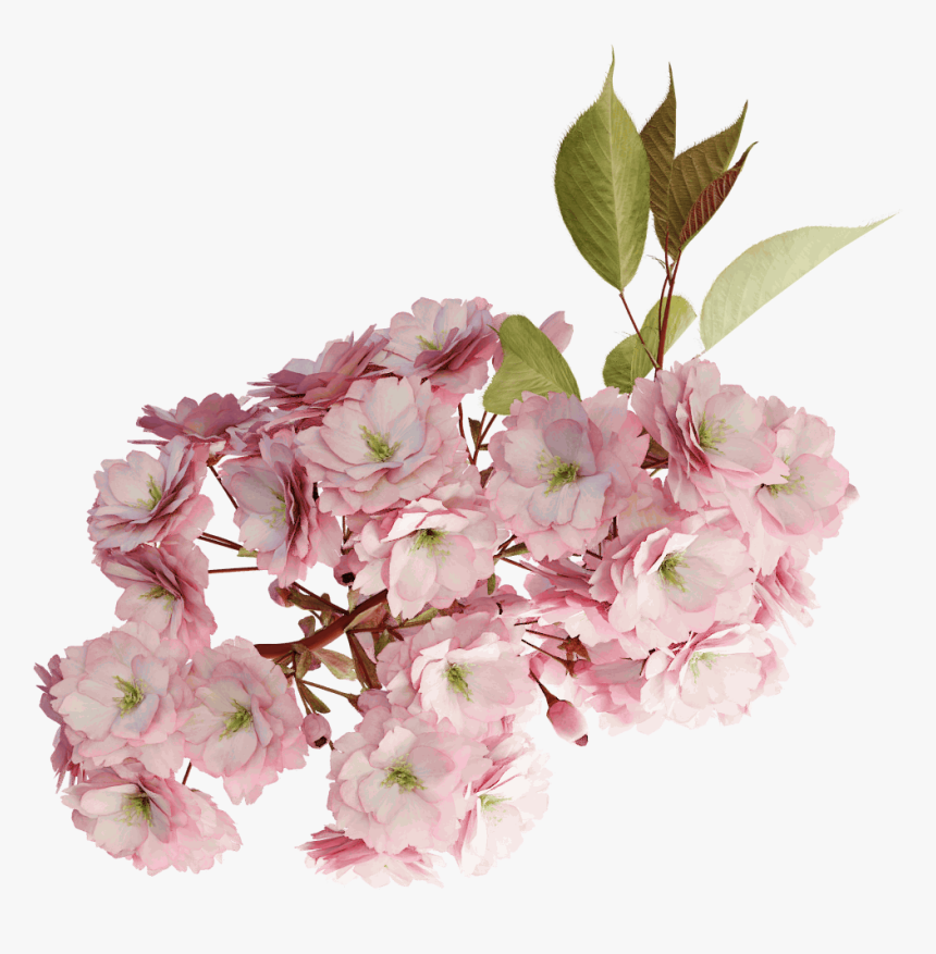 Cherry Tree Branch Blossom Png, Transparent Png, Free Download