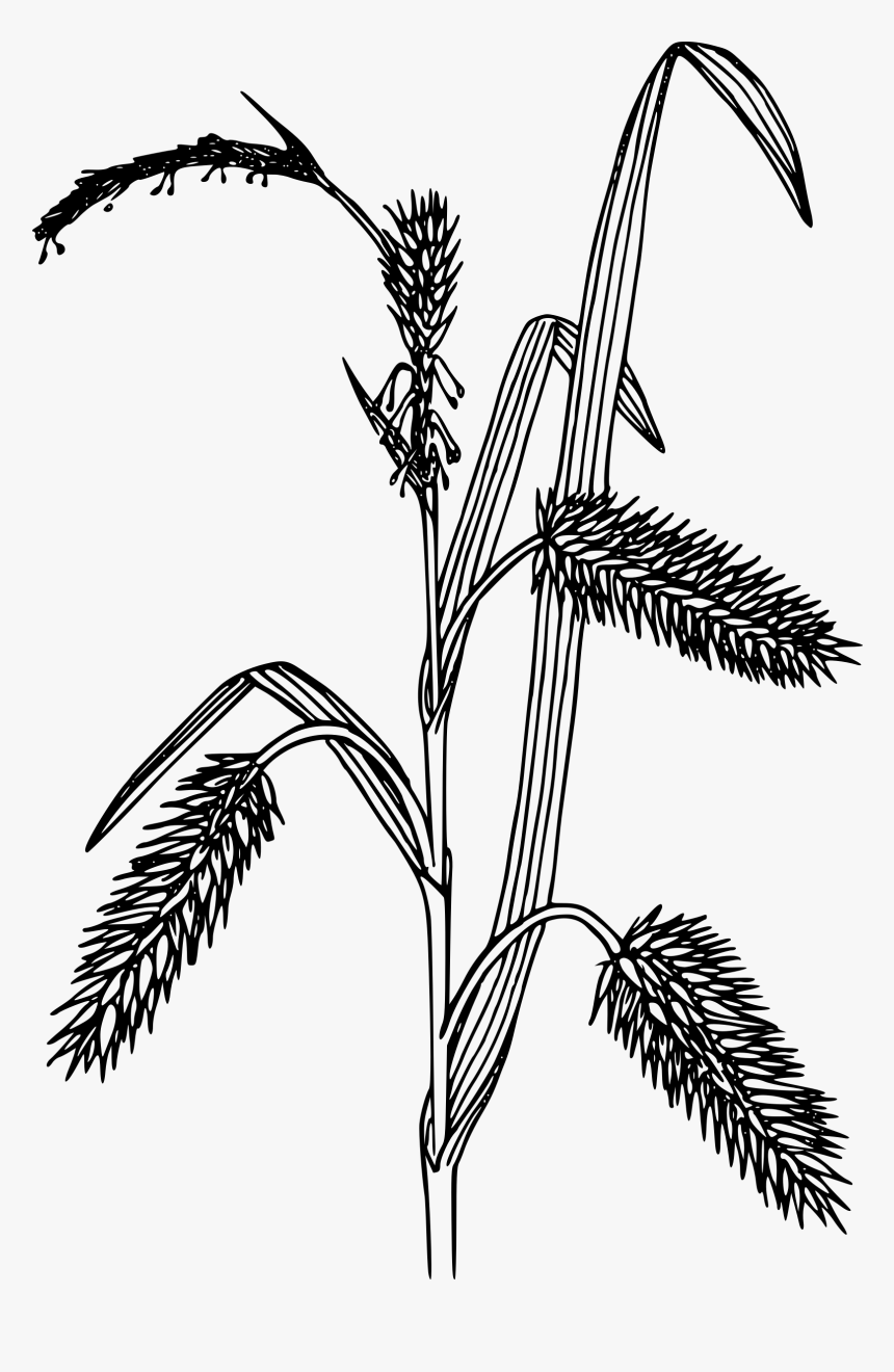 Porcupine Sedge Clip Arts - Black And White Sedges, HD Png Download, Free Download