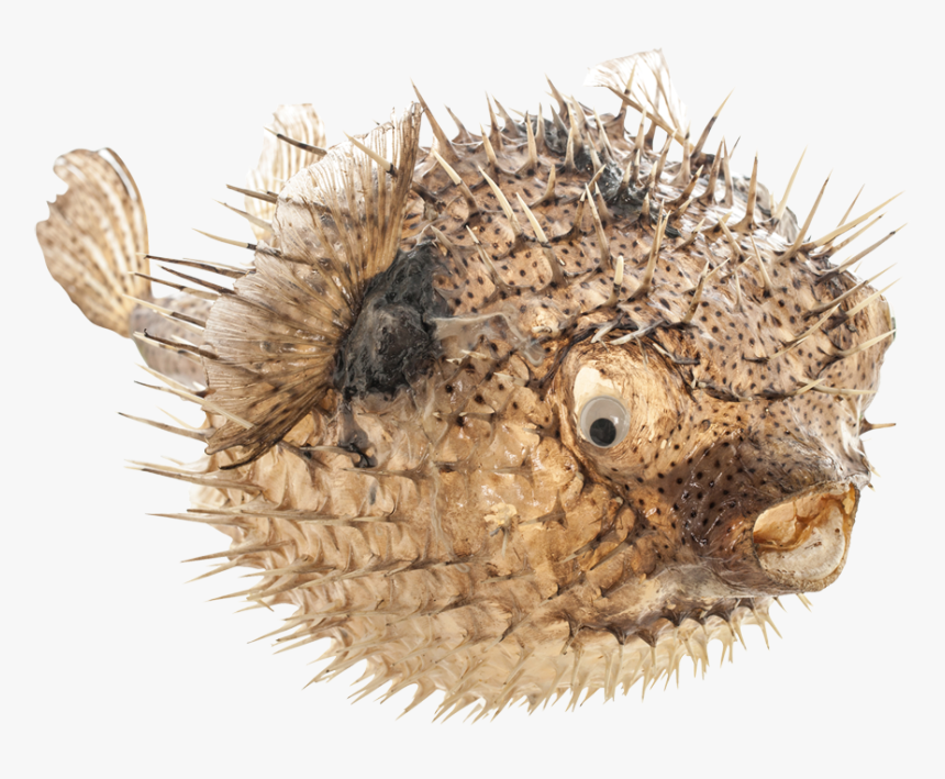 Porcupine Blowfish 19-21" - Blowfish, HD Png Download, Free Download