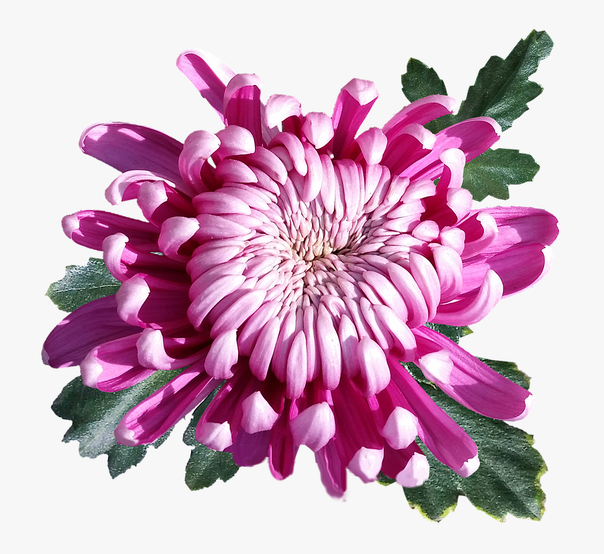 Transparent Chrysanthemum Png - Transparent Chrysanthemum Flower Png, Png Download, Free Download