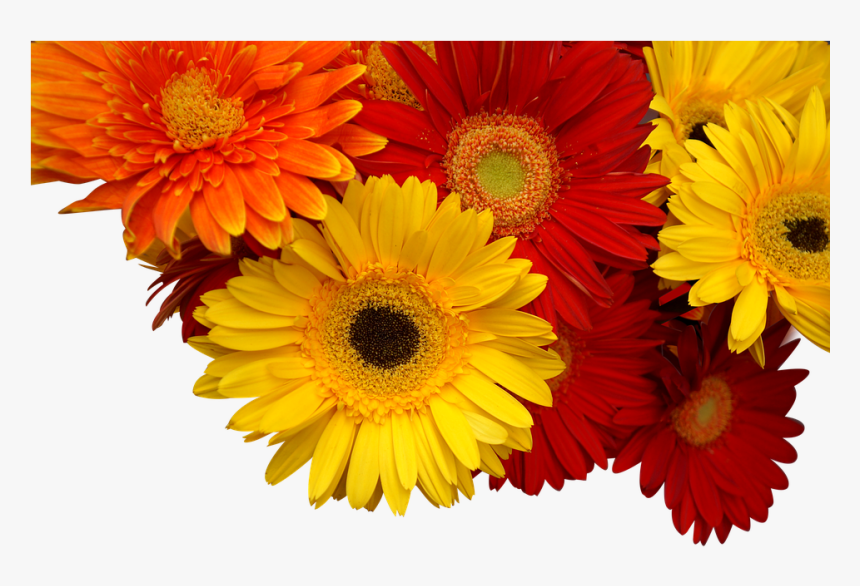 Chrysanthemum, Cuc Coins, Yellow, Orange, Red - Хризантемы Png, Transparent Png, Free Download