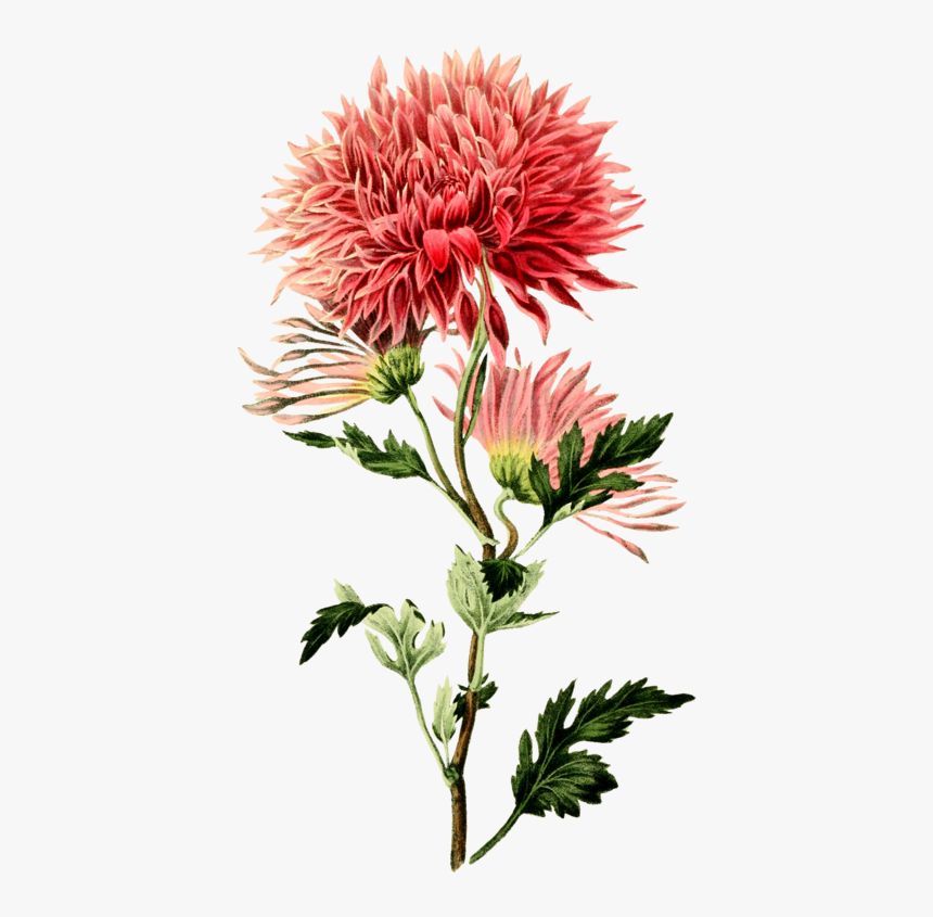 Transparent Chrysanthemum Png - Chrysanthemum Flower, Png Download, Free Download