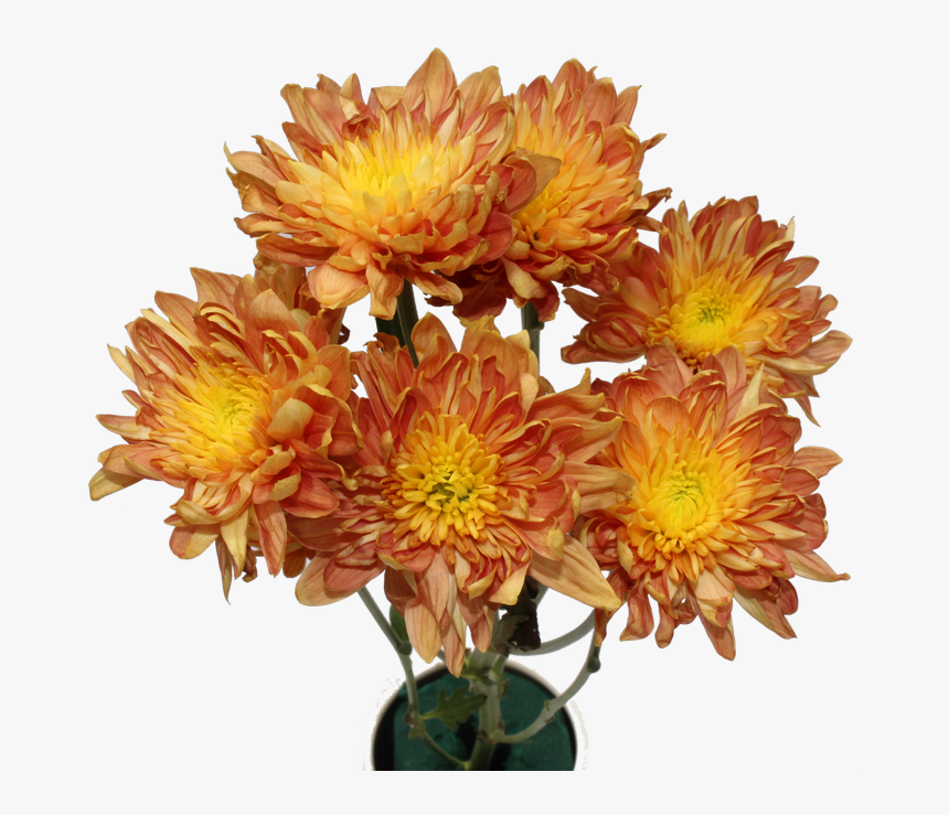 Chrysanthemum, HD Png Download, Free Download