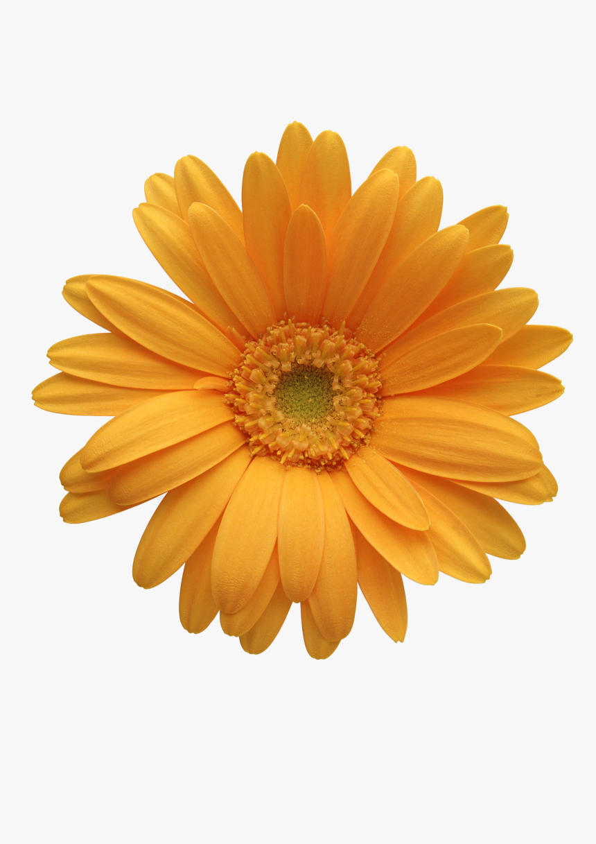 Orange Flower Clipart Chrysanthemum, HD Png Download, Free Download