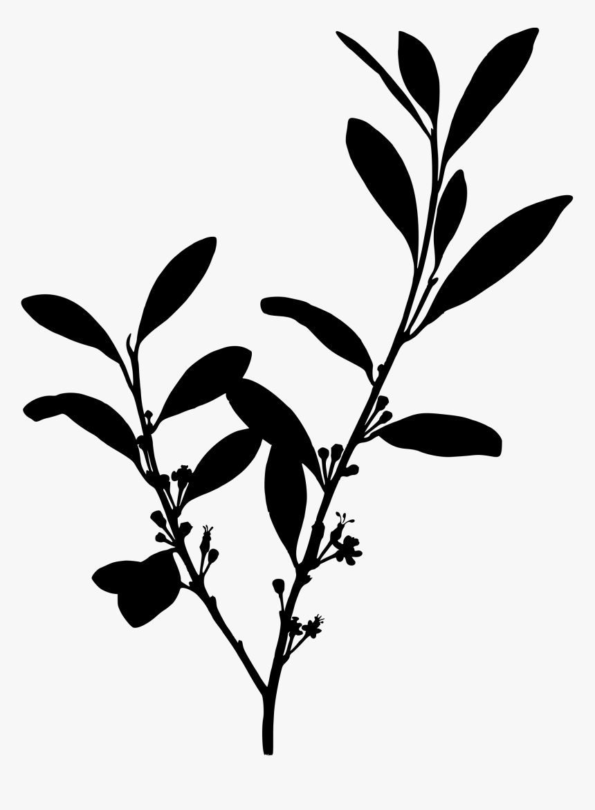 Collection Of Coca - Coca Plant Silhouette, HD Png Download, Free Download