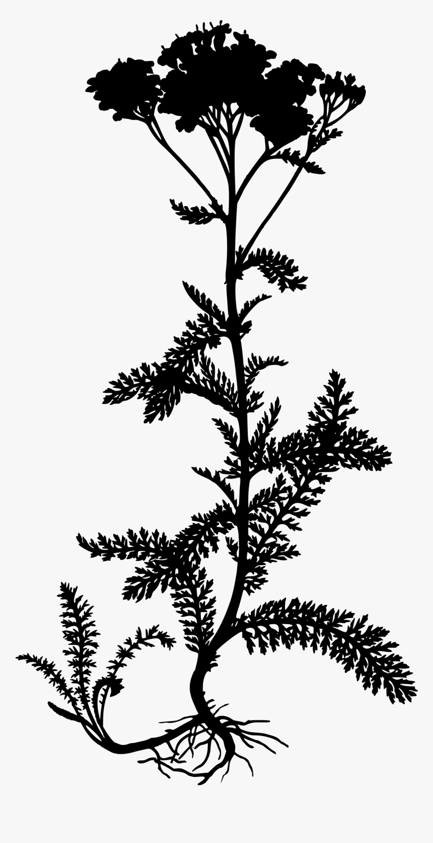 Yarrow Clip Arts - Achillea Millefolium, HD Png Download, Free Download