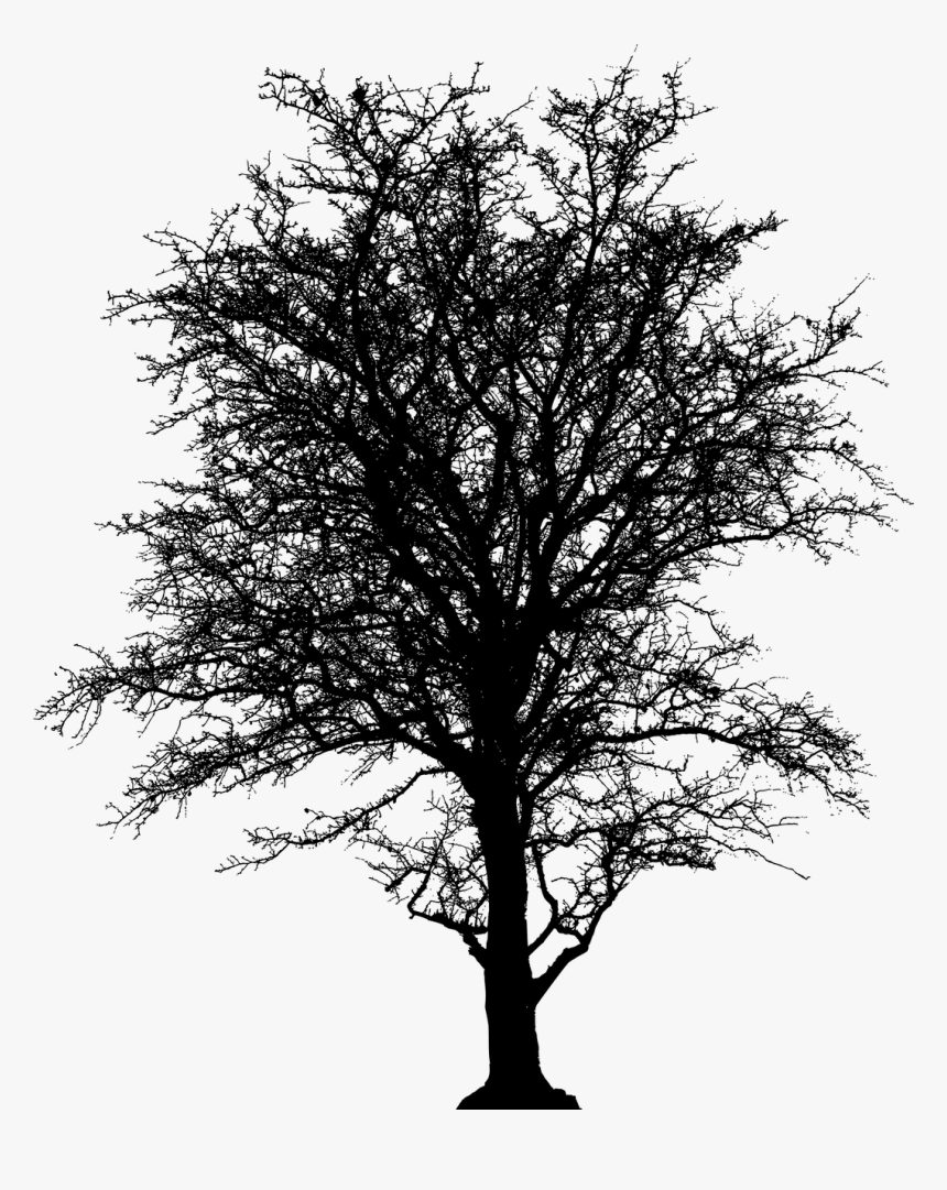 Leafless Tree Barren Free Photo - Silueta Arbol Png Sin Fondo, Transparent Png, Free Download