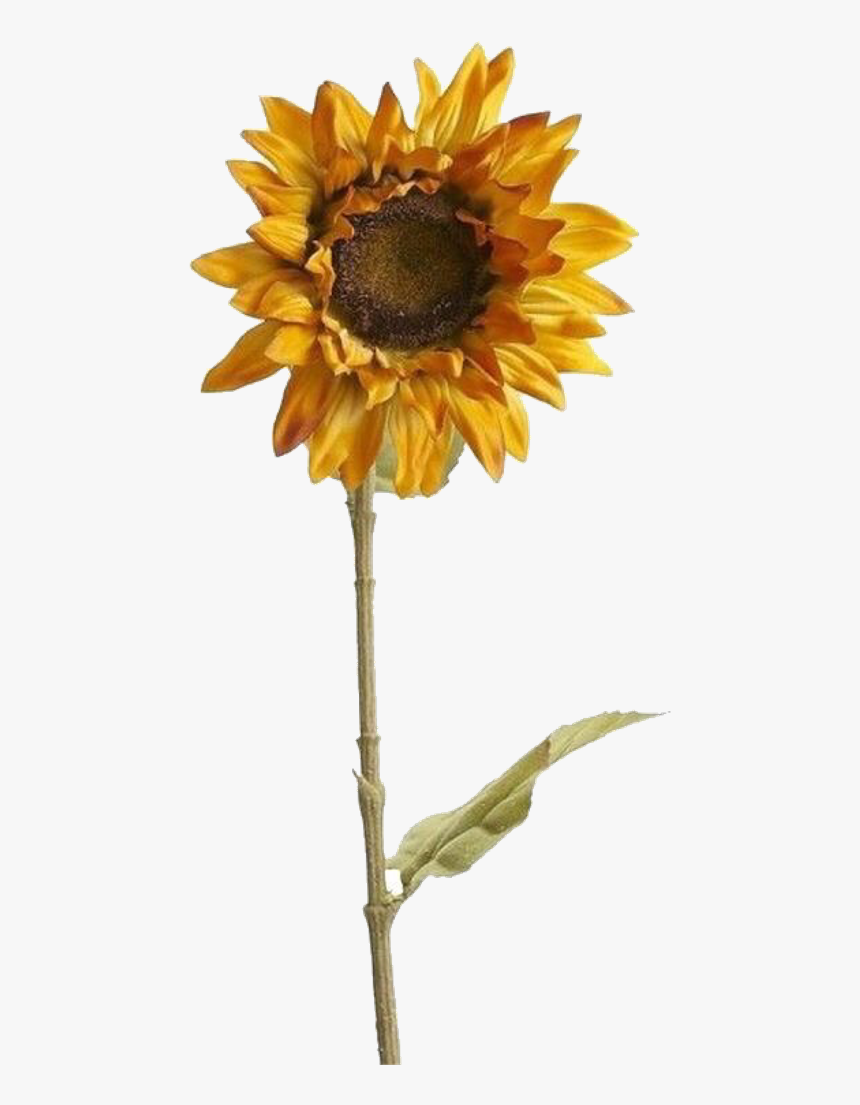 Aesthetic Sunflower Tumblr Png, Transparent Png, Free Download