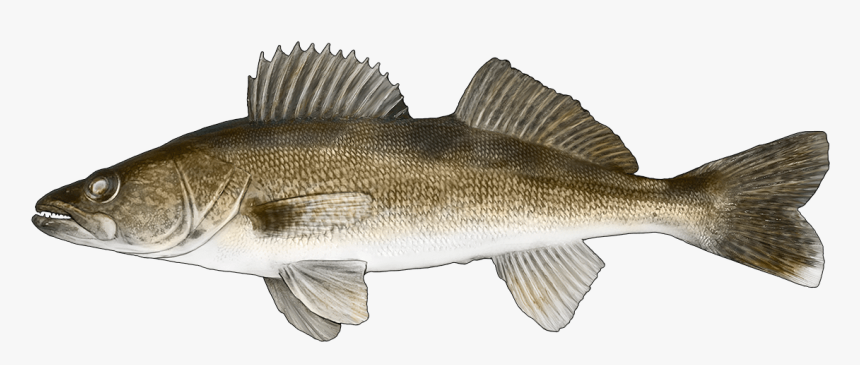 Yellow Perch Perca Flavescens, HD Png Download, Free Download