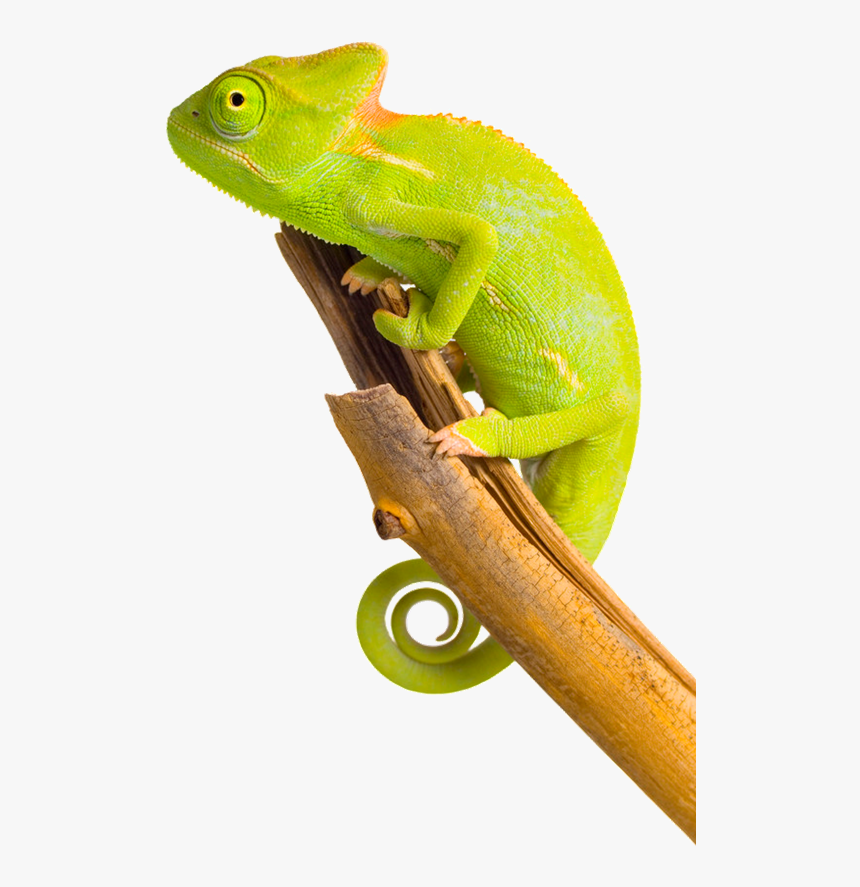 Chameleon Png Image - Chameleon Png, Transparent Png, Free Download