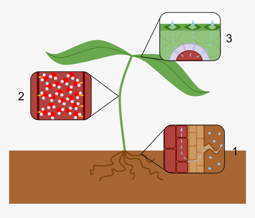 Transpiration Meaning In Urdu, HD Png Download, Free Download