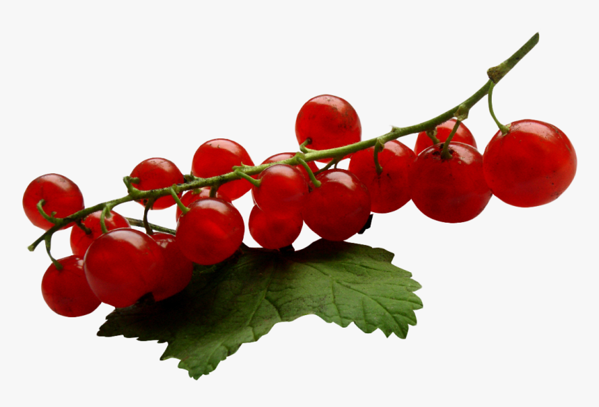 Redcurrant, HD Png Download, Free Download