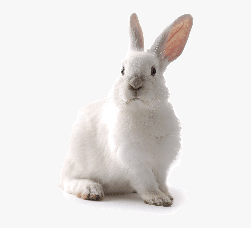 White Rabbit Transparent Background, HD Png Download, Free Download