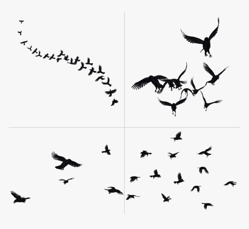 Crows Png, Transparent Png, Free Download