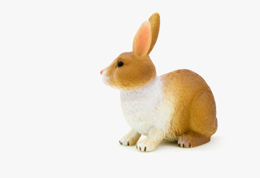 Domestic Rabbit, HD Png Download, Free Download