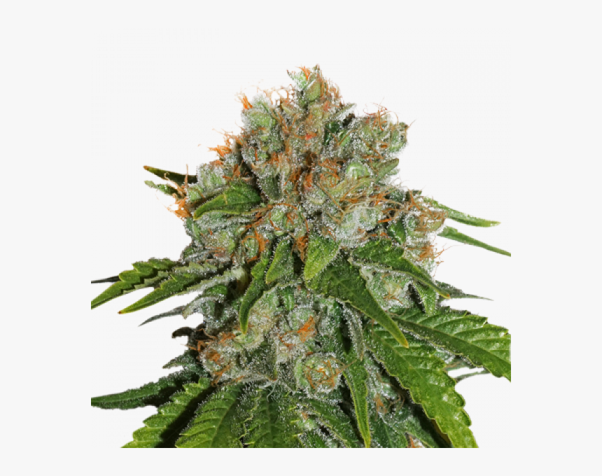 Amnesia Feminised Cannabis Seeds - Amnesia Auto Seedstockers, HD Png Download, Free Download