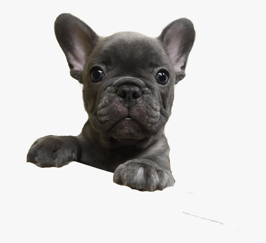 French Bulldog, HD Png Download, Free Download