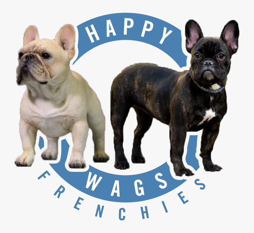 French Bulldog, HD Png Download, Free Download