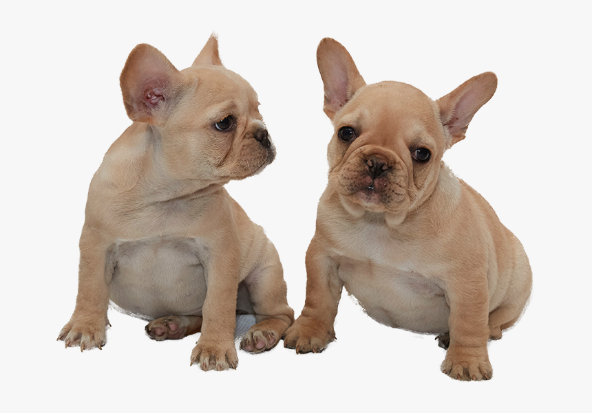 French Bulldog, HD Png Download, Free Download