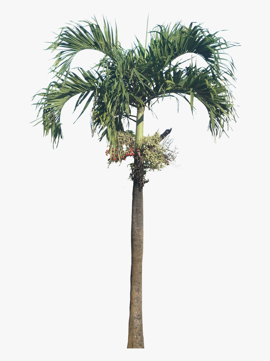 Dwarf Royal Palm Palm, Dwarf Royal Palm - Areca Nut Tree Png, Transparent Png, Free Download