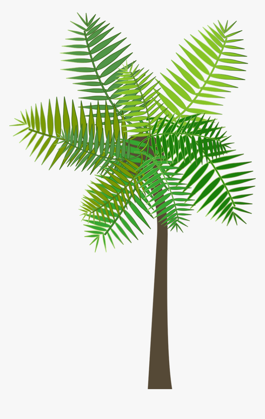 Graphic Palm Tree Palm Tree Sea Beach Summer Roystonea Hd Png Download Kindpng