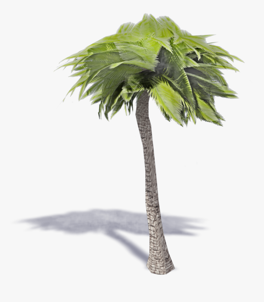 Palm Tree - Coconut Palm Tree Png, Transparent Png, Free Download