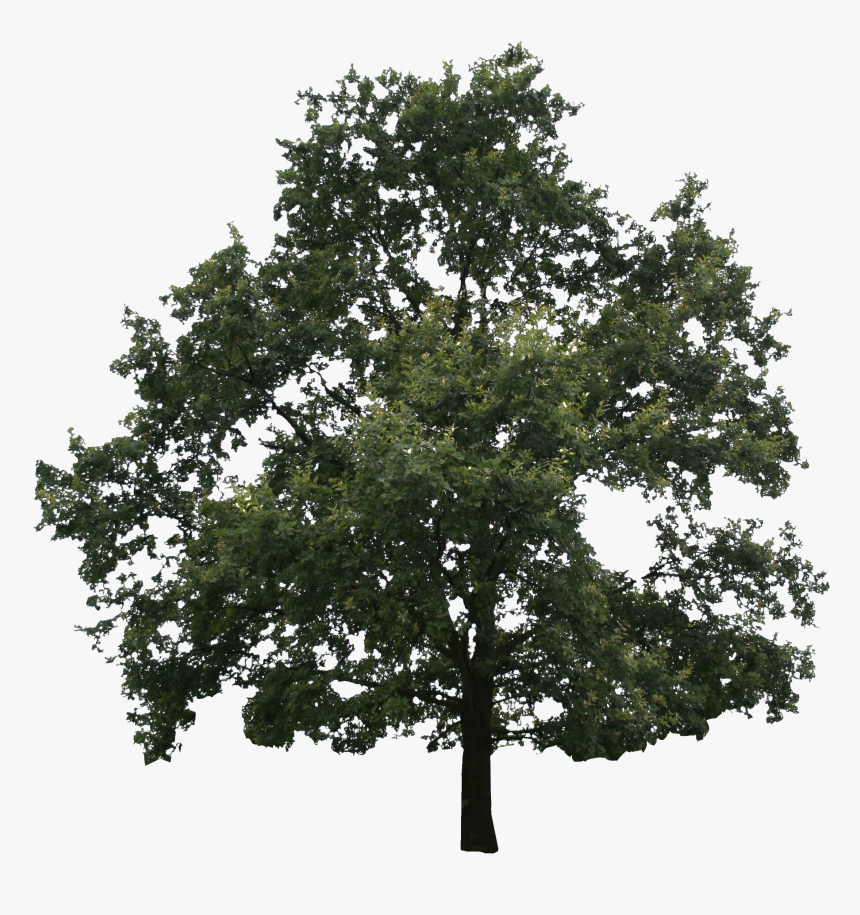 River Birch , Png Download - Oak Tree Transparent, Png Download, Free Download