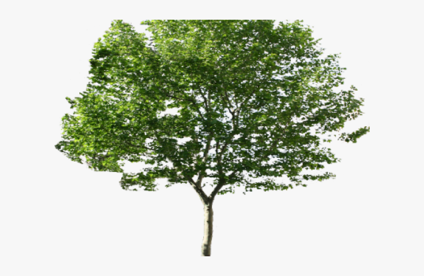 Transparent River Birch Png - Tree White Background, Png Download, Free Download