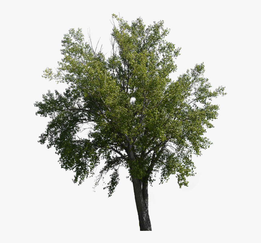 Transparent River Birch Png - Tree Overlay Png, Png Download, Free Download