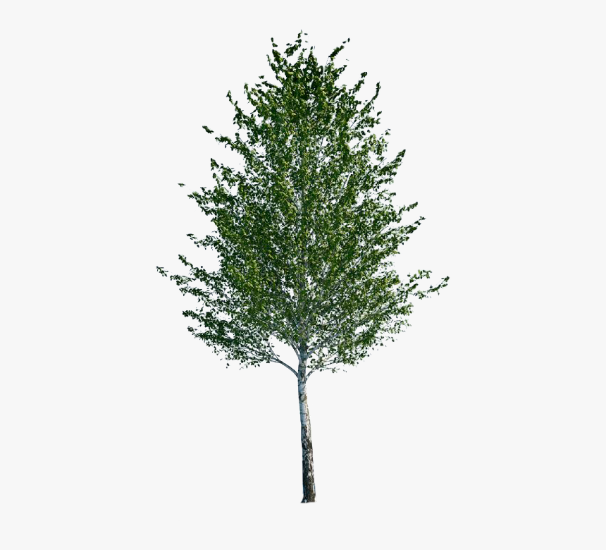 River Birch Aspen Tree Cut Out Hd Png Download Kindpng