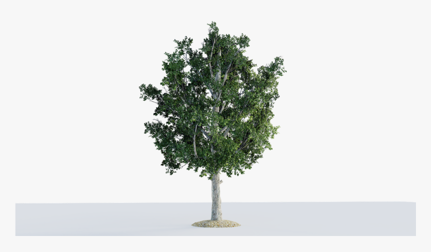 Mexican Pinyon, HD Png Download, Free Download