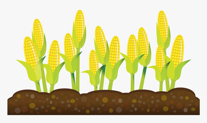 Free Corn Plant Cliparts Transparent Background - Transparent Background Crops Clipart, HD Png Download, Free Download