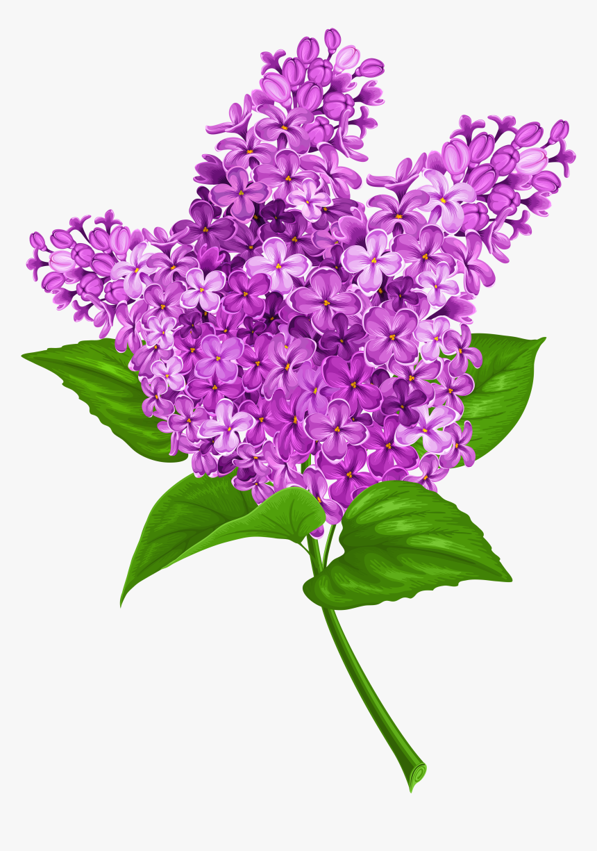 Transparent Clip Art Image - Lilac Clipart Png, Png Download - kindpng