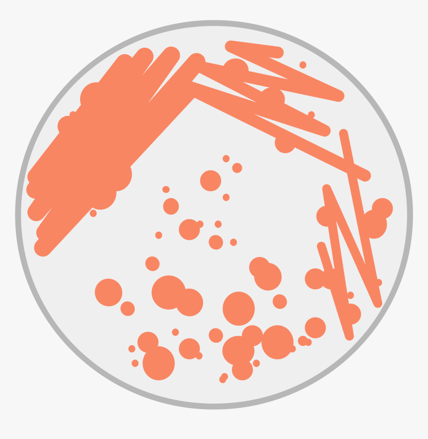 Huge Freebie Download - Petri Dish Bacteria Clipart, HD Png Download, Free Download