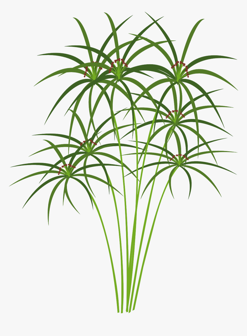 Drawing Of Papyrus Plant, HD Png Download, Free Download