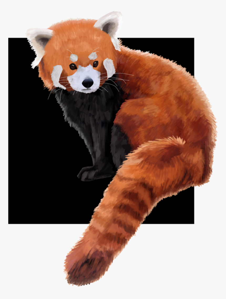 A Red Panda That I Painted Thinking About Maybe Calling - Red Panda, HD Png Download, Free Download