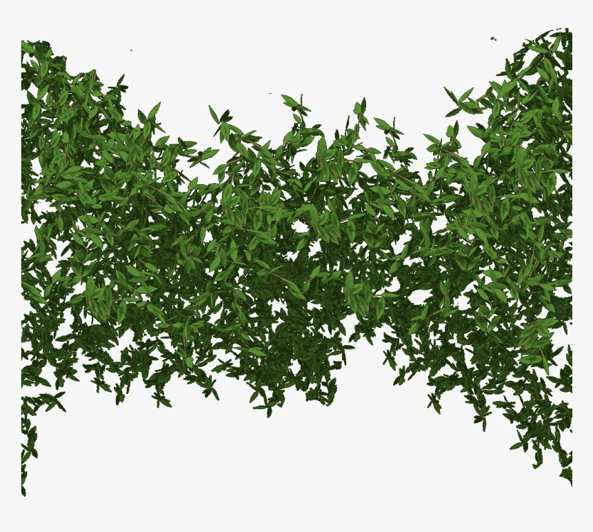 Tree Canopy Transparent , Png Download - Tree Canopy Transparent, Png Download, Free Download