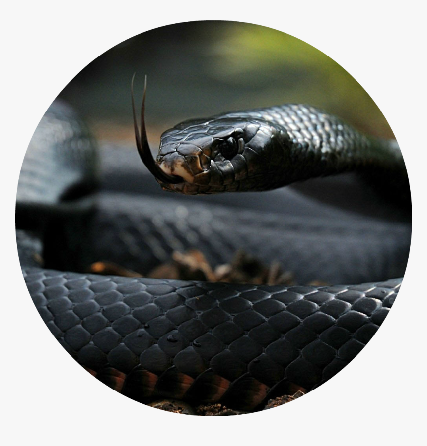 Cobra Wild Snake Nature Tongue Black Color Animals - Snake Wallpaper Phone, HD Png Download, Free Download
