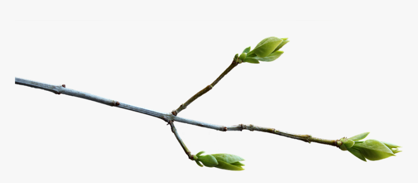 Branch, Spring, Transparent - Branch Transparent, HD Png Download, Free Download